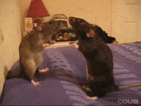 the rat wars